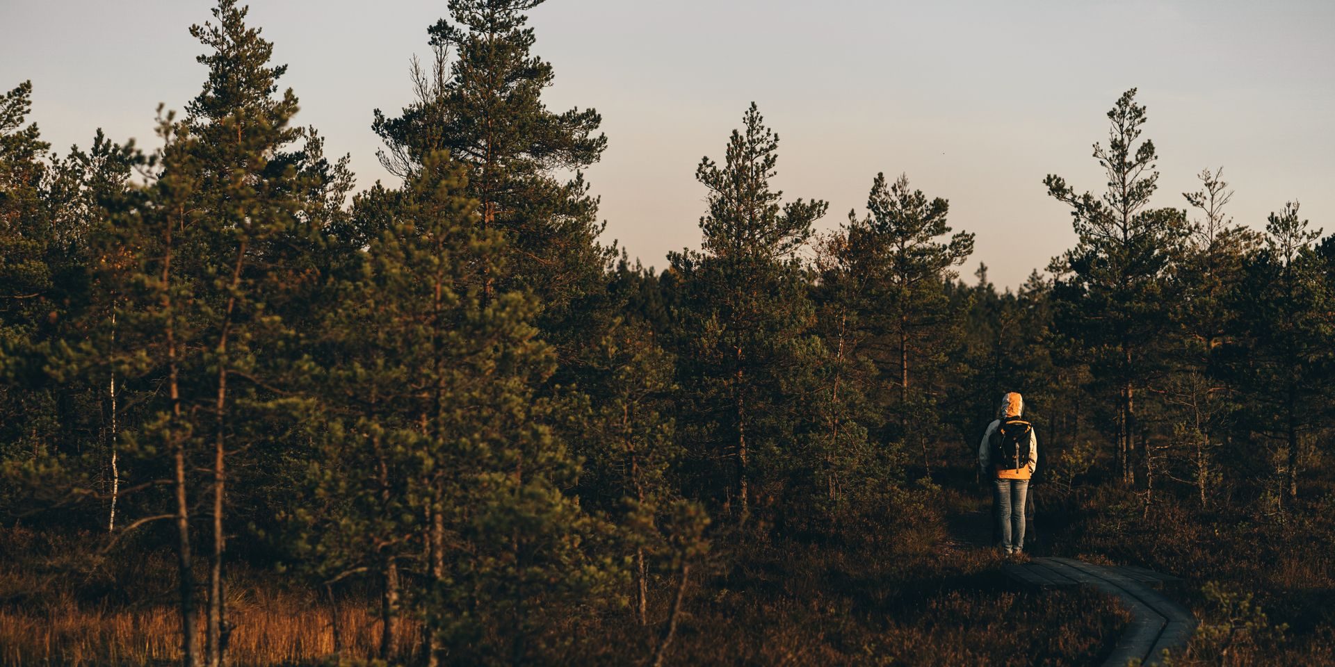 A lone hiker walking a path through a pine forest at dusk
